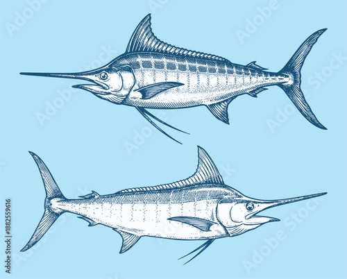 Hand Drawn Vintage Marlin Fish Vector Illustration Set