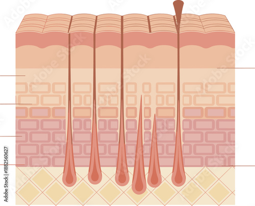 Anatomical Cross Section Illustration of Human Skin Layers Showing Epidermis Dermis Hypodermis Hair Follicles and Subcutaneous Tissue Structure Diagram for Medical