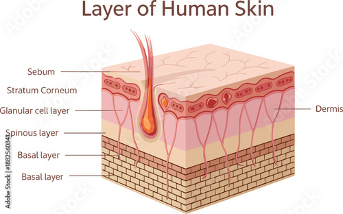 Anatomical Cross Section of Human Skin Layers Showing Epidermis Stratum Corneum Granular Spinous Basal Layer Sebum Hair Follicle and Dermis Structure