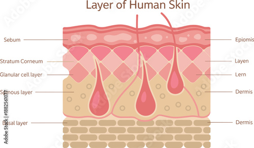 Anatomical Diagram of Human Skin Layers Showing Sebum Stratum Corneum Glanular Cell Layer Spinous Layer Basal Layer Dermis and Hair Follicles