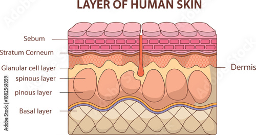 Anatomy vector of human skin layers showing the epidermis stratum corneum granular spinous basal layer dermis sebum and hair follicle structure