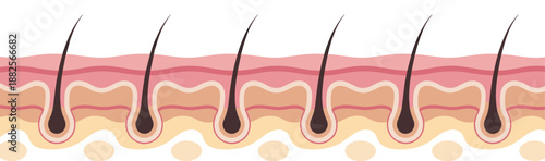 Cross section of human skin layers with hair follicles and epidermis anatomy illustration, dermatology medical diagram for skincare and health education