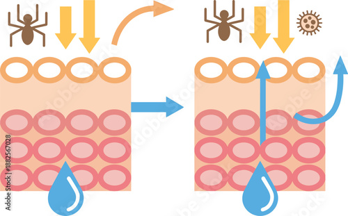 Cross section of human skin showing transition from healthy barrier protection to damaged epidermis with moisture loss and allergen penetration