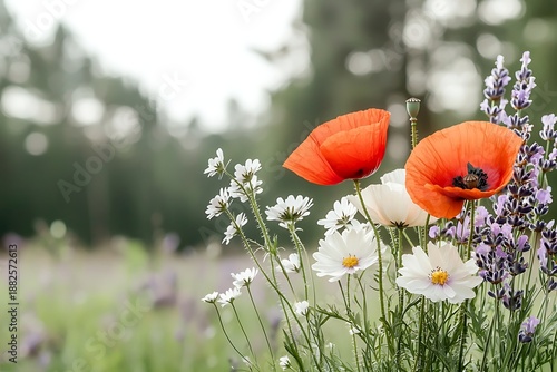 Vibrant Red Poppies and White Daisies Among Purple Lavender in Blooming Meadow
