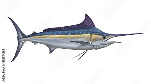 Majestic blue marlin fish leaping through water, detailed sport fishing illustration Transparent background