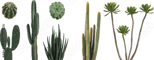 Collection of cacti and succulent plants isolated on white background, desert tropical houseplants set for botanical interior design projects
