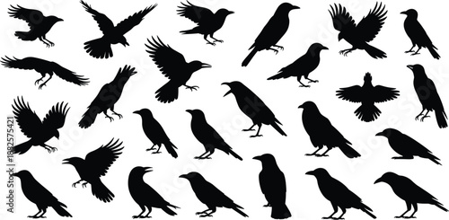 Large Collection of Detailed Crow or Raven Silhouettes in Various Poses, Including Flying, Standing, and Crying, for Halloween, Tattoo, and Nature Design