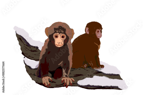 Two baby snow monkeis illustration