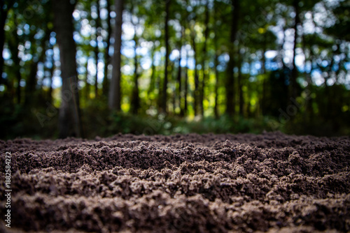 Soil texture with green nature bokeh background. Soil surface. Ground for eco design projects. Fertile soil and humus. Closeup of dirt and clay in farm field. Soil for planting. Cultivated land.