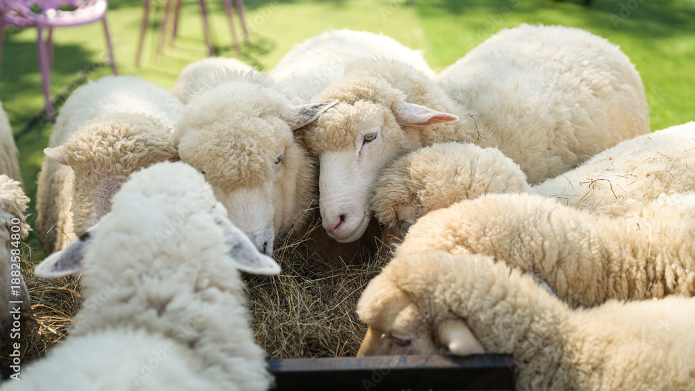 Fototapeta premium Group of white sheep are eating grass hay. Animal livestock farming in nature scene, close-up with eye selective focus.