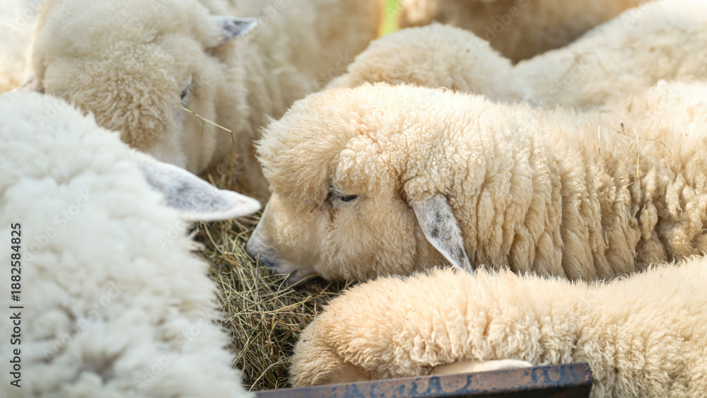 Fototapeta premium Group of white sheep are eating grass hay. Animal livestock farming in nature scene, close-up with eye selective focus.
