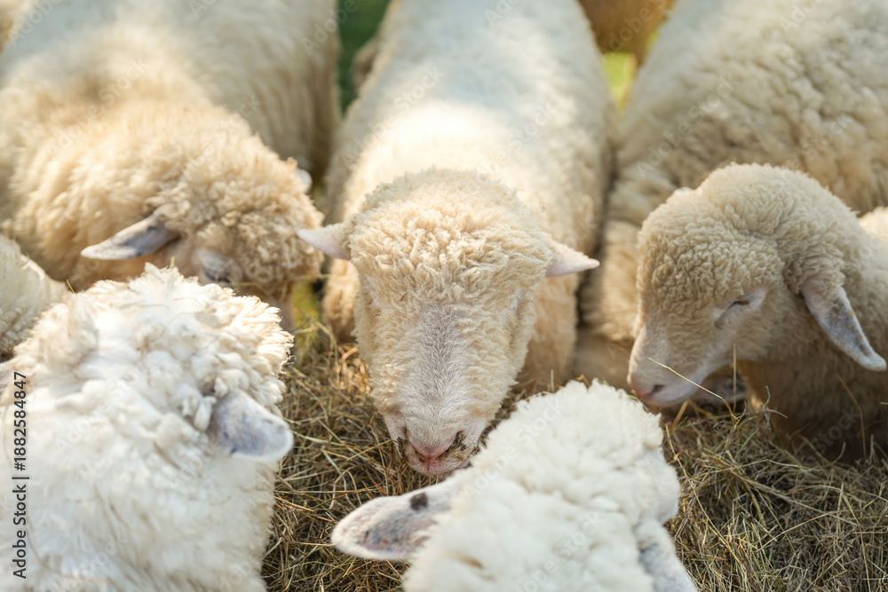 Fototapeta premium Group of white sheep are eating grass hay. Animal livestock farming in nature scene, close-up with eye selective focus.