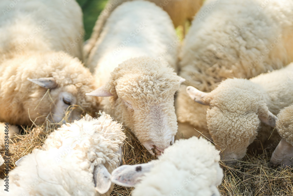 Fototapeta premium Group of white sheep are eating grass hay. Animal livestock farming in nature scene, close-up with eye selective focus.