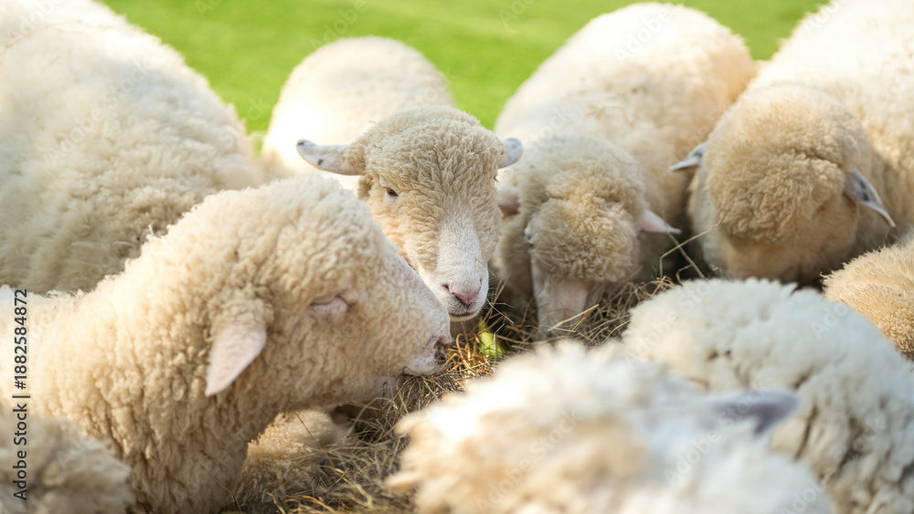Obraz premium Group of white sheep are eating grass hay. Animal livestock farming in nature scene, close-up with eye selective focus.