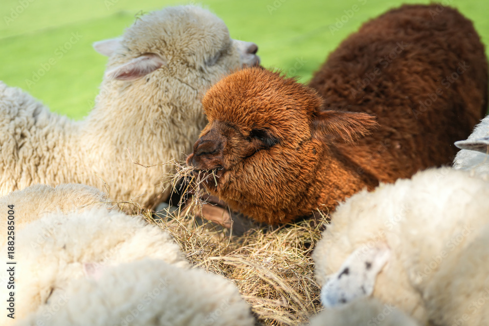 Fototapeta premium An alpaca is eating dryed grass hay. Animal livestock farming in nature scene, close-up with eye selective focus.