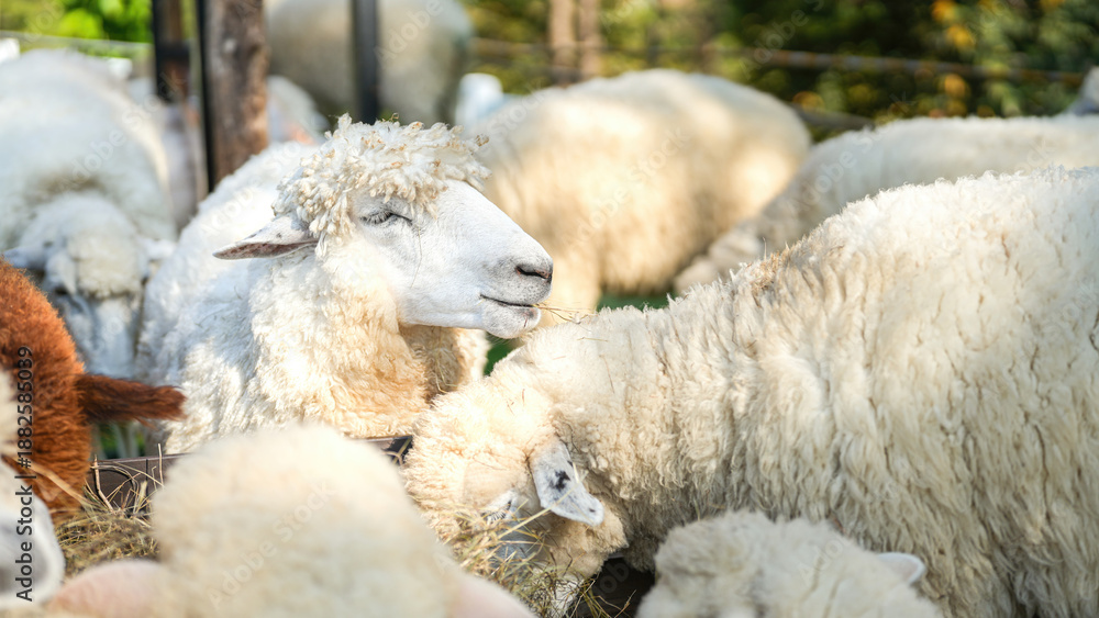 Fototapeta premium Group of white sheep are eating grass hay. Animal livestock farming in nature scene, close-up with eye selective focus.