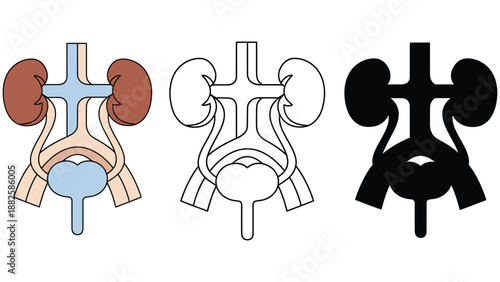 Anatomical illustrations of the human urinary system in different colors and styles
