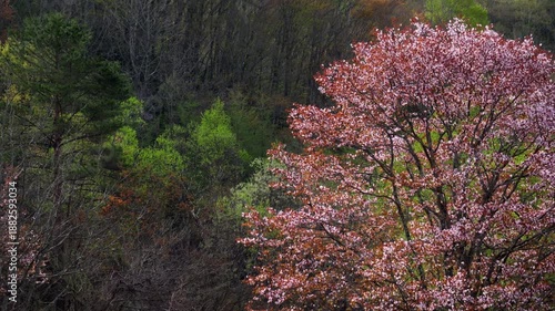 福島・裏磐梯の山桜 06