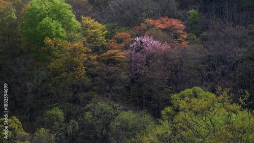 福島・裏磐梯の山桜 07