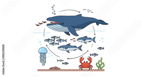 Marine Food Web Diagram Illustrating the Interconnectedness of Ocean Life from Plankton to Whales in a Balanced Ecosystem