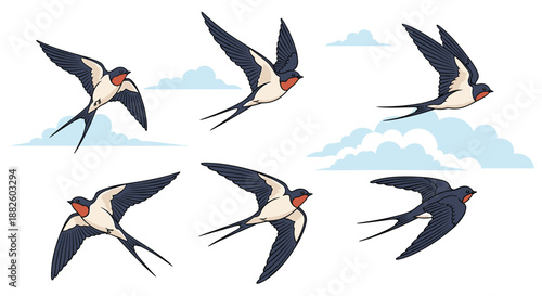 A set of six illustrations showing the flight cycle of a barn swallow against a backdrop of light blue clouds and sky.