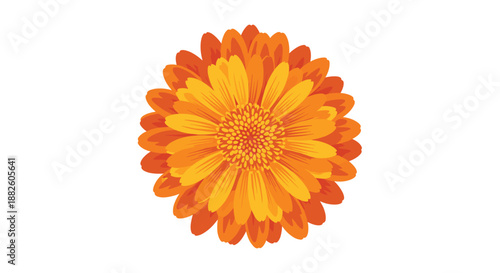 A beautifully detailed illustration of a vibrant orange calendula or marigold flower in full bloom, viewed from the top down.