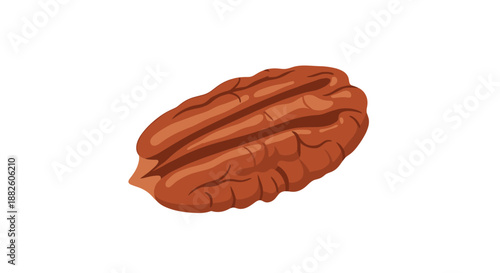 Detailed illustration of a single shelled pecan nut half, showcasing its characteristic ridges and rich brown color on a white background.