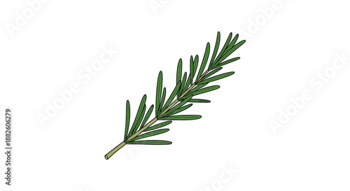 Simple and elegant illustration of a fresh green rosemary sprig with needle-like leaves on a stem, isolated on a white background.