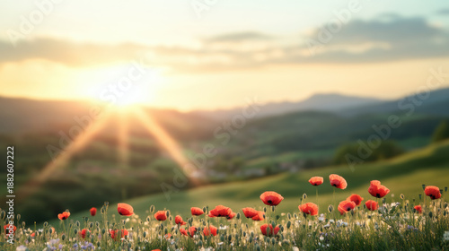 Wild poppy flowers bloom in green meadow under warm glowing sunset with distant hills and soft clouds creating peaceful scene