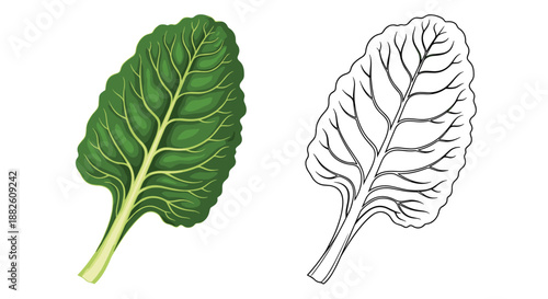 Two illustrations of a fresh green swiss chard leaf, one in full color and one as a black and white outline for coloring.