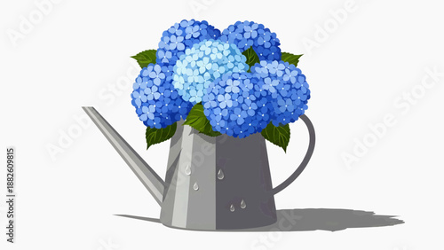 Vector graphics, flat illustration - Blue hydrangea flowers in a metal watering can on white background  