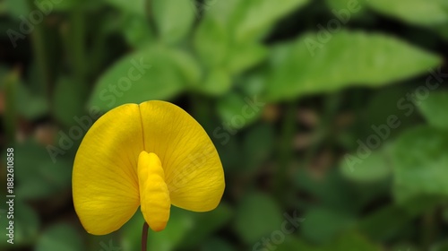 Bright Yellow Peanut Flowers with Bokeh Blur Background.