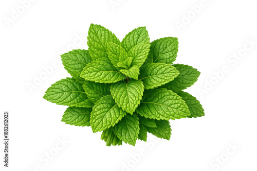 Fresh green mint leaves sprig, organic peppermint herb bunch for cooking, flavoring drinks, and aromatherapy, transparent background