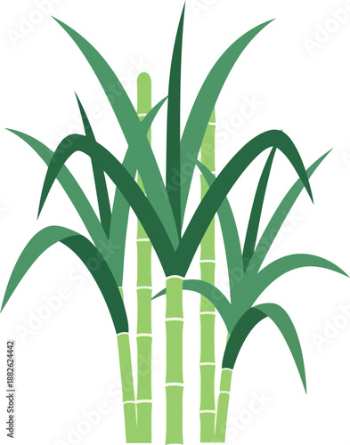 Vector Illustration of Sugarcane Plant Isolated on White Background for Agriculture and Food Industry