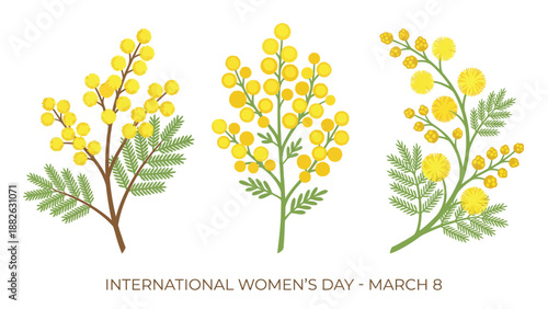Three delightful mimosa flower illustrations showcasing golden blossoms on green branches, perfect for celebrating International Women's Day on March 8th with elegance and spring charm