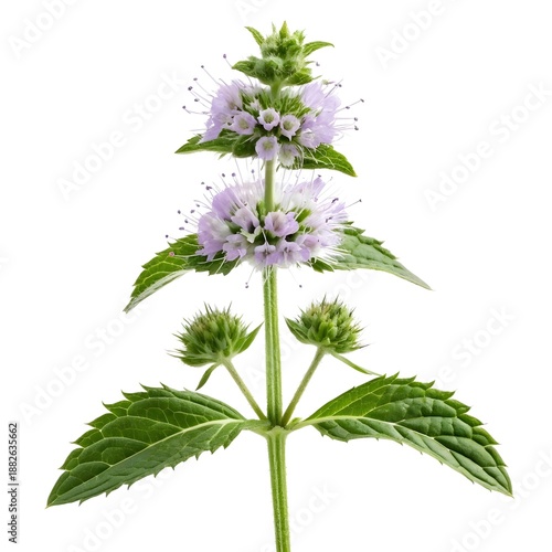 Vibrant Coyote Mint (Monardella) on White Solid Background Aromatic Purple Blossoms Radiate Natural Energy Mountain Beauty and the Wild Charm of Native Western Pollinator Flowers