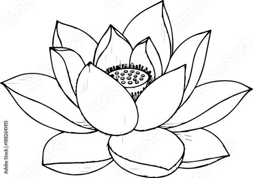 Detailed lotus flower illustration, full bloom with seed pod