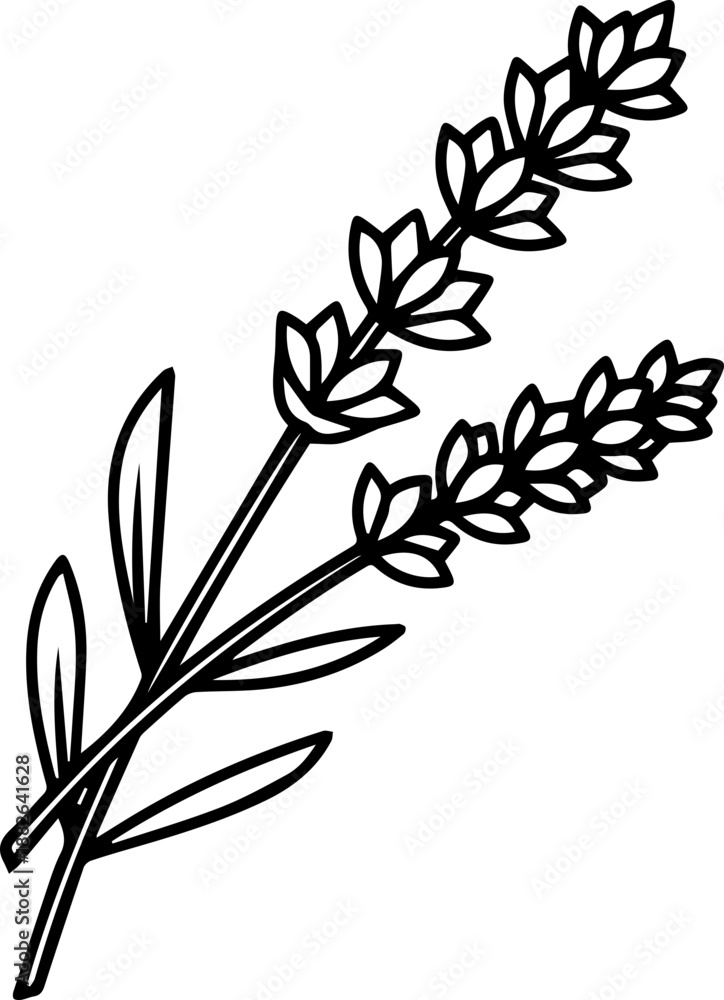 Fototapeta premium Simple black outline illustration of lavender flowers with stems and leaves
