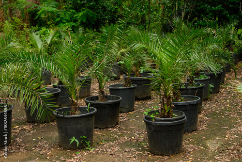 Fototapeta Young palm trees planted in rows in pots; palm seedlings are ready for urban landscaping