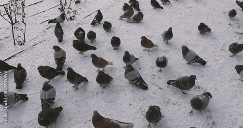 Pigeons on the streets of Bucharest on a very cold winter day.