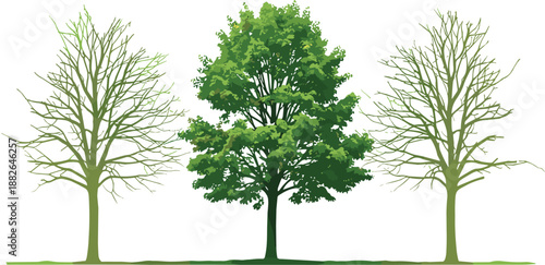 Tree growth stages illustration showing seasonal change, leafless to full foliage, nature lifecycle concept, green botanical diagram, minimal educational artwork