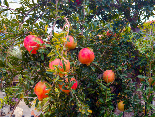 Photos Pomegranates hanging from a tree on the Greek island of Crete