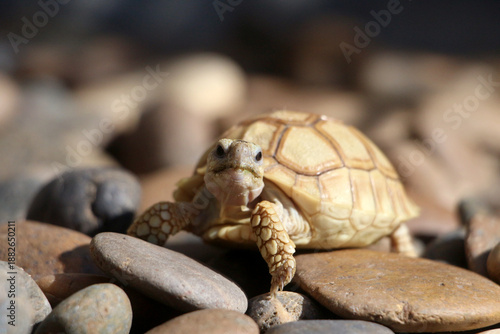 African Sulcata Tortoise Natural Habitat,Close up African spurred tortoise resting, cute animal