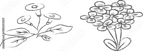 Black and white line drawing of two flowering plants