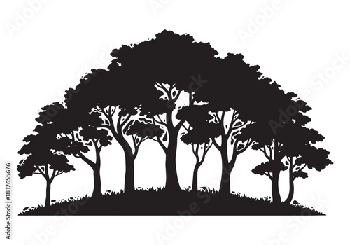 Silhouettes of evergreen trees in a forest setting