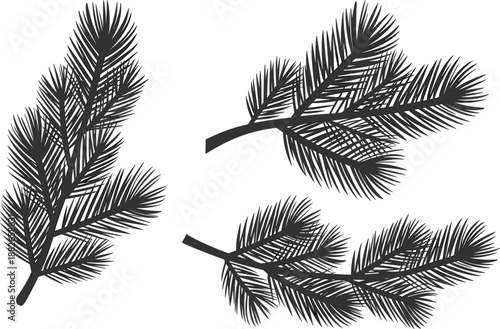 Silhouette illustration of pine tree branches with needles in various natural arrangements for botanical, seasonal, and nature-themed design elements
