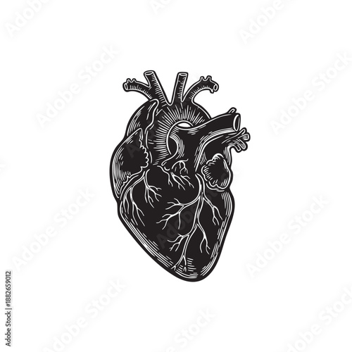 Anatomical heart vector illustration. Black and white human organ silhouette. Vintage engraving style medical icon with veins and arteries isolated on white background. Cardiology symbol graphic.

