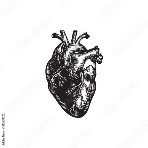 Anatomical heart vector illustration. Black and white human organ silhouette. Vintage engraving style medical icon with veins and arteries isolated on white background. Cardiology symbol graphic.
