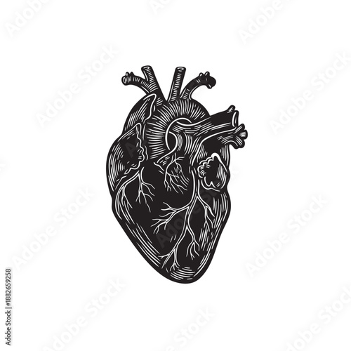 Anatomical heart vector illustration. Black and white human organ silhouette. Vintage engraving style medical icon with veins and arteries isolated on white background. Cardiology symbol graphic.
