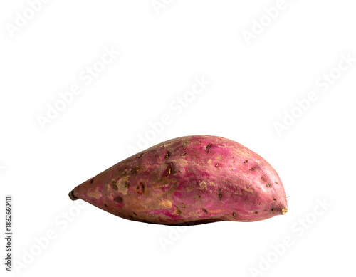 A single, raw, elongated root vegetable with purple skin